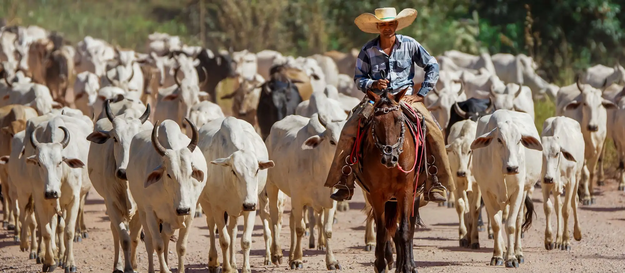 Cattleman in a straw hat riding a horse ahead of a herd of white cattle on a dirt ranch road