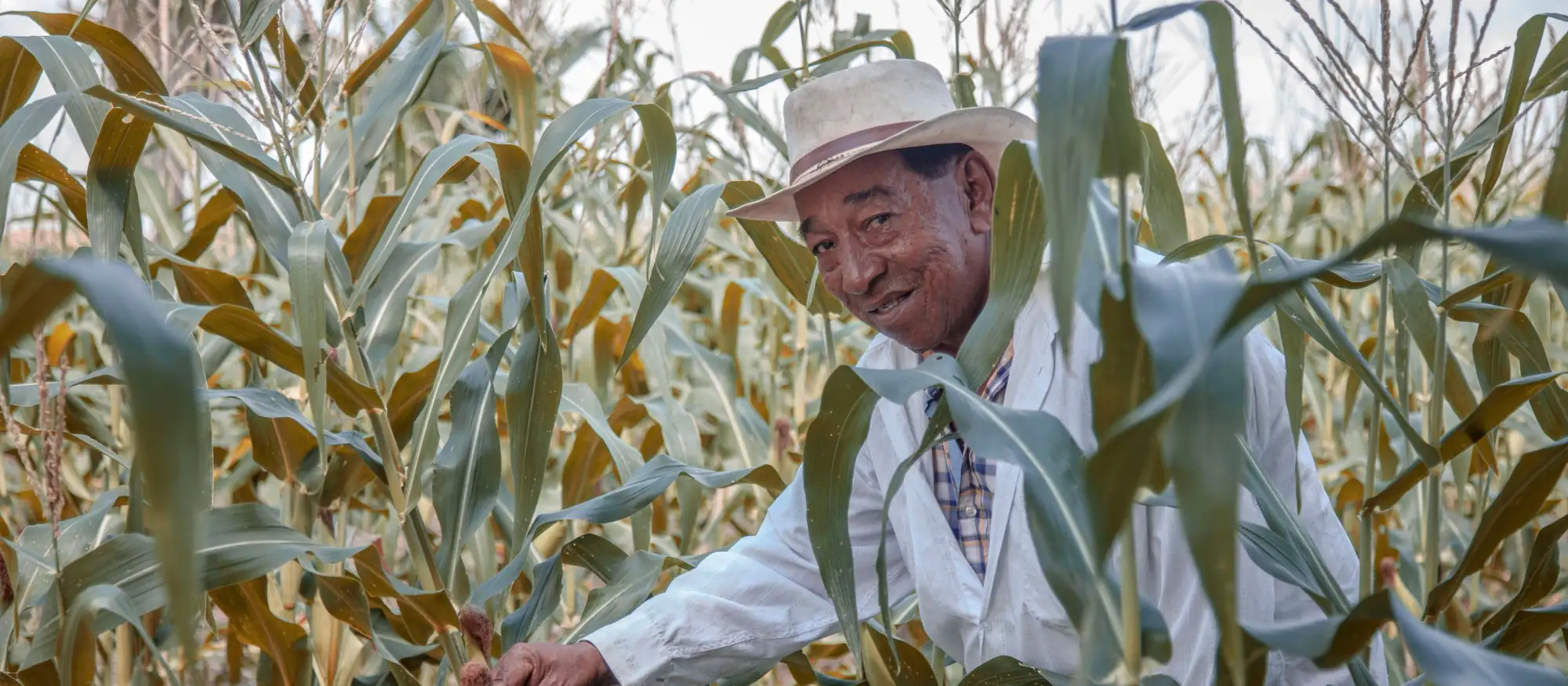 Older farmer in a white hat smiling as he checks an ear of corn in his cornfield