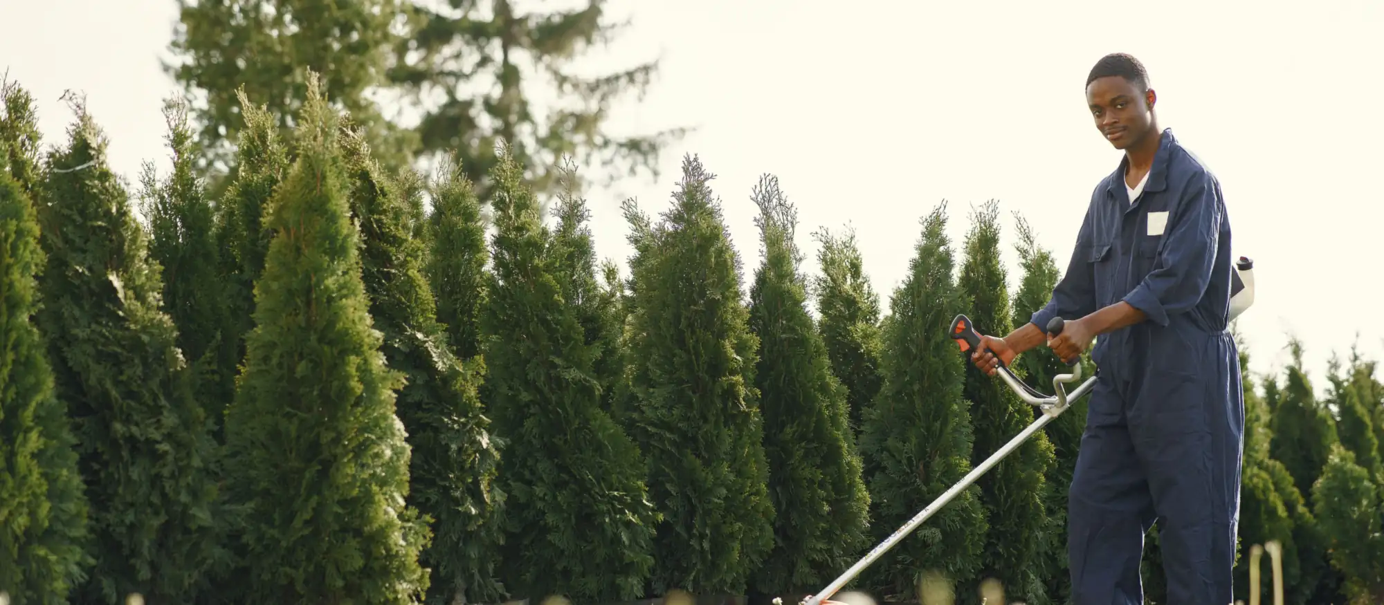 Landscaper in navy coveralls running a string trimmer along a row of evergreen shrubs