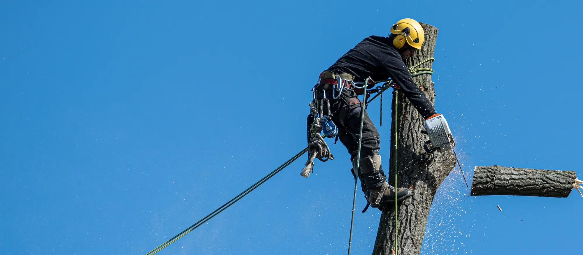 Arborist in a yellow helmet cutting a section off the top of a tree trunk with a chainsaw against a blue sky