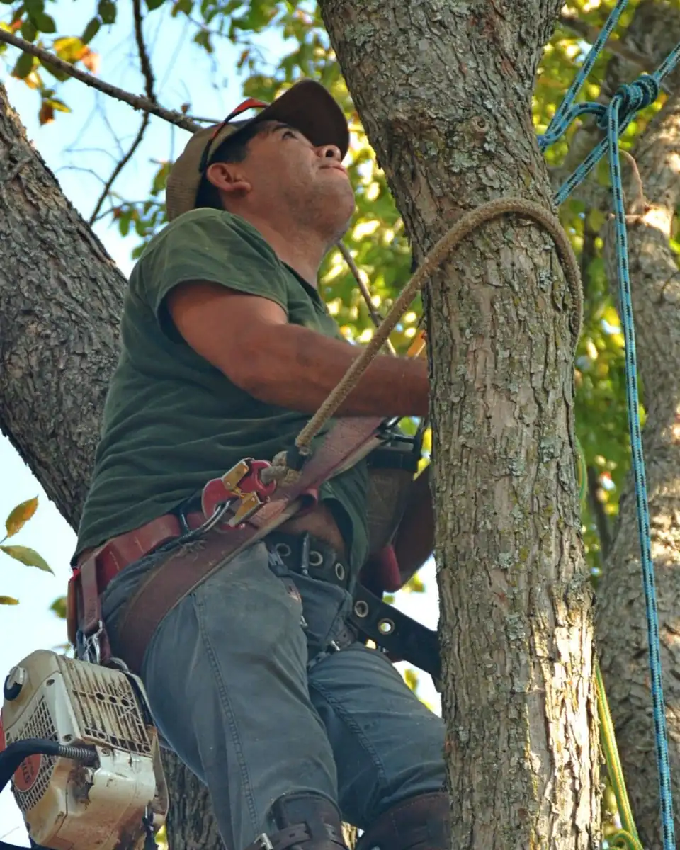 Arborist in a climbing harness and spikes roped into a tree trunk, looking up toward the canopy
