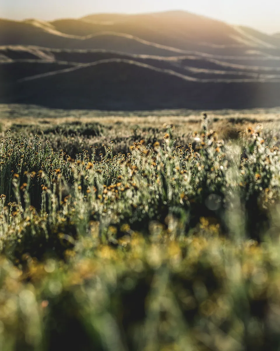 Sunrise over wildflower fields and rolling hills in Kern County, CA near Bakersfield