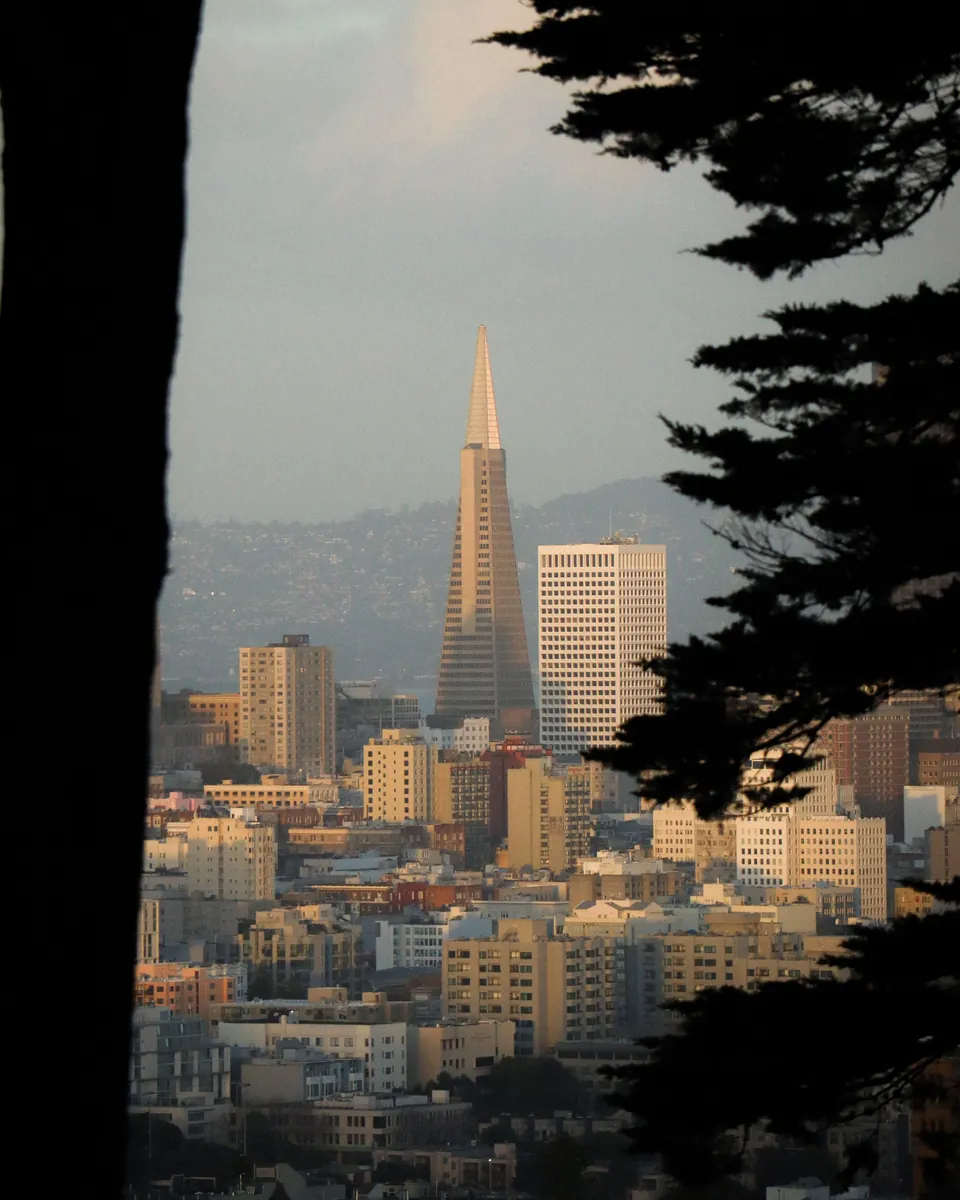Transamerica Pyramid and San Francisco, CA hillside neighborhoods framed by cypress trees